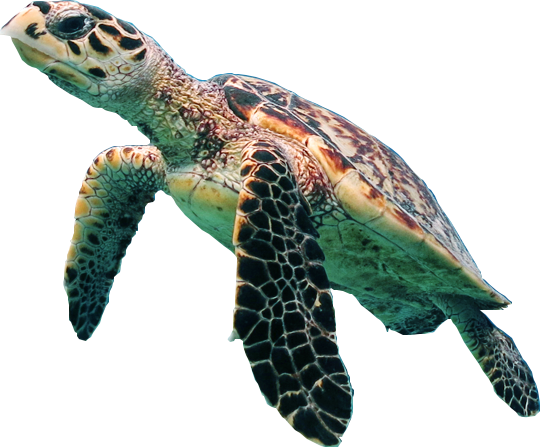Critter Cassowary Dolphin Sea Turtle PNG