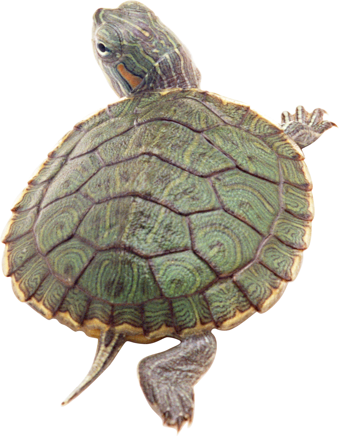 Turtle Animals Sea Mammal Flamingo PNG