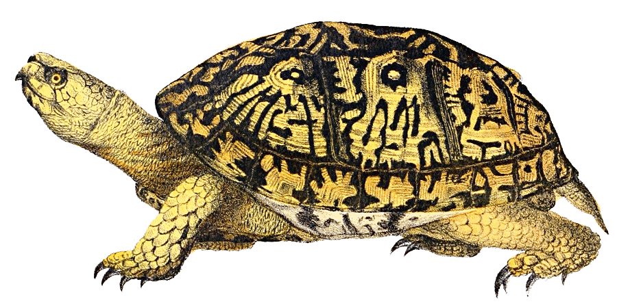 Box Turtle Love Life Snapper PNG