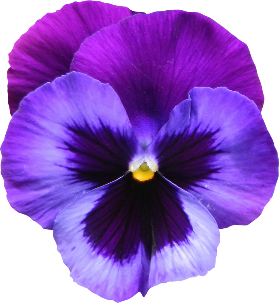 Freesia Hot Photography Beautiful Violet PNG