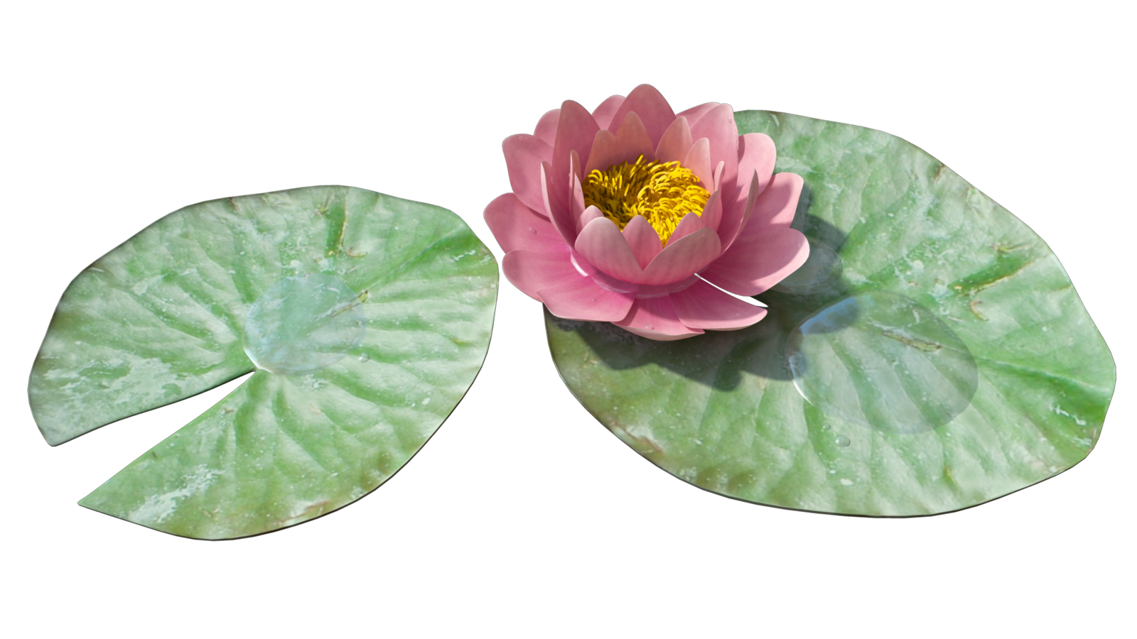 Water Rainwater Sewage Lily Beauty PNG