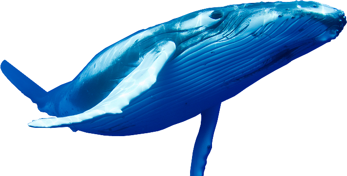 Cartoon Whale Beluga Sleeping Blue PNG