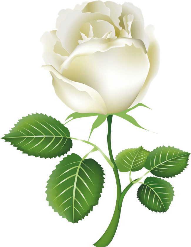 Face Beautiful Rose Funny Beauty PNG