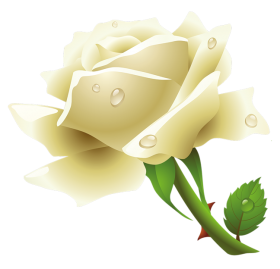 Night Feel Blanched Twilight Rose PNG