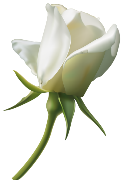 Rose Bud Colorless Blanched Face PNG