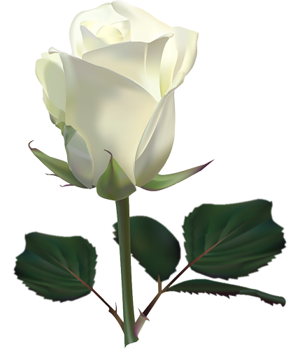 Swag Roseate Day Rose Sky PNG