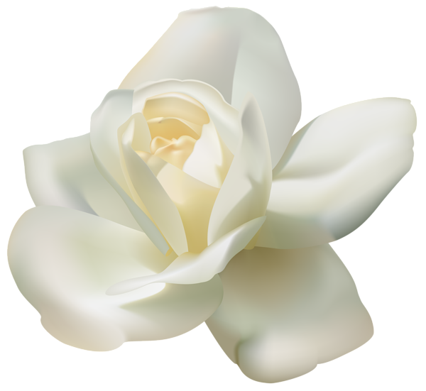 White Rose Covered Drawings Nature PNG