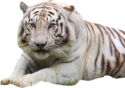 Awesome Tiger Wild Nature White PNG