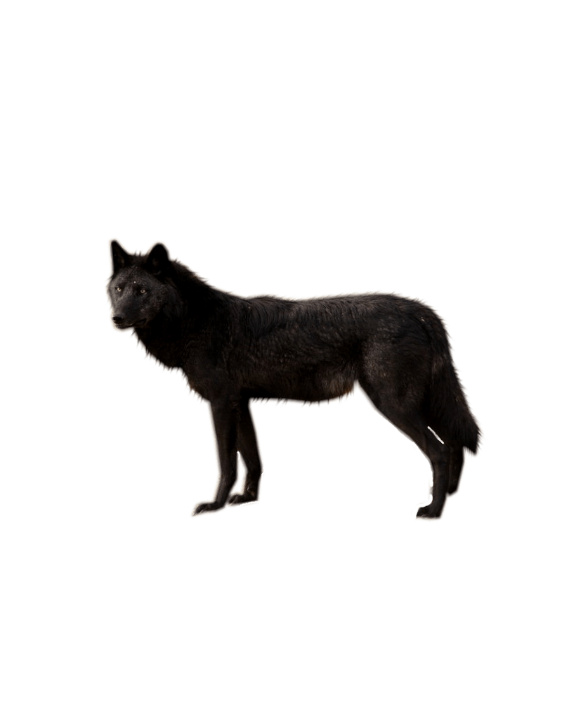 Bass Kittens Wolf Coyote Alarm PNG