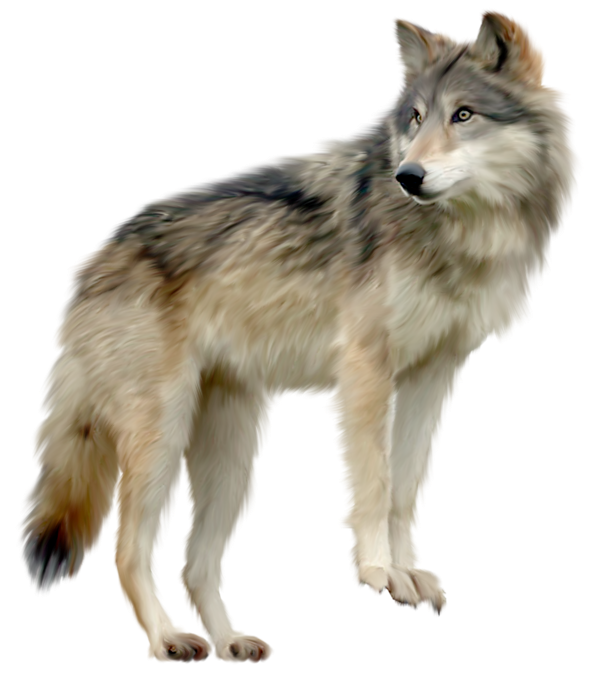 Love Wolf Dogs Clip Rare PNG