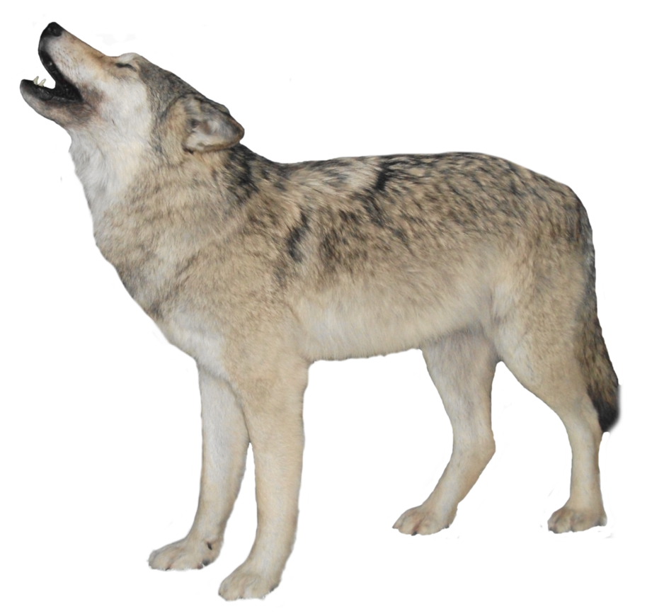 Wolf Rare Sleeping Devil Dogs PNG