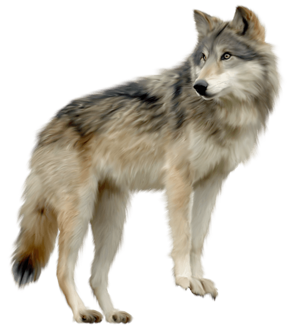 Mask Wolf Savage Northern Animal PNG