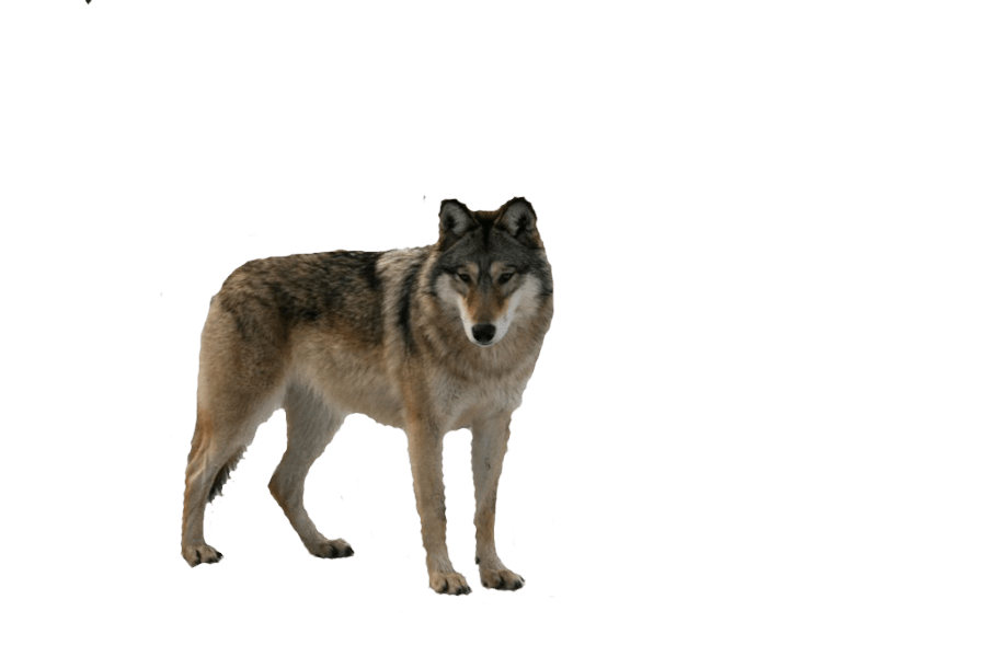 Catch Wolf Nature Runner Lair PNG