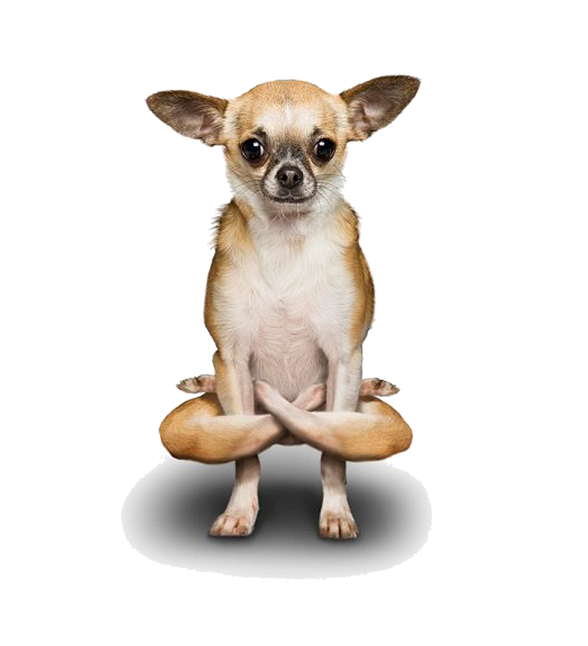 Yoga Dogs Headstands Balance Exercises PNG